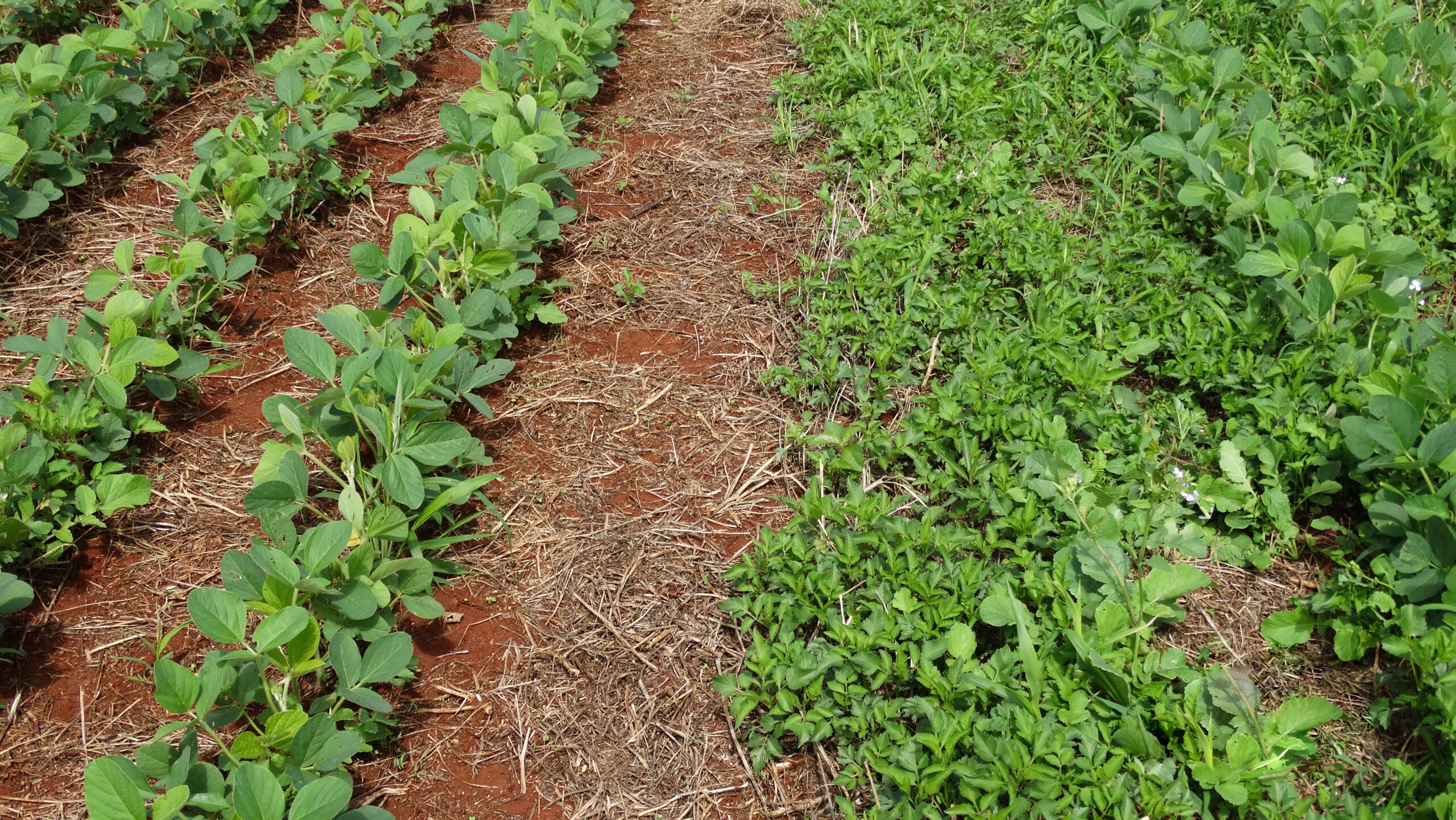 Chega ao Brasil, herbicida com mistura única de moléculas para controle de plantas daninhas na soja