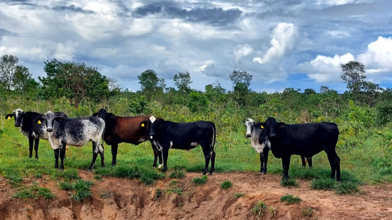 Transferência de embriões eleva produtividade e renda de pequenos produtores de leite em MT