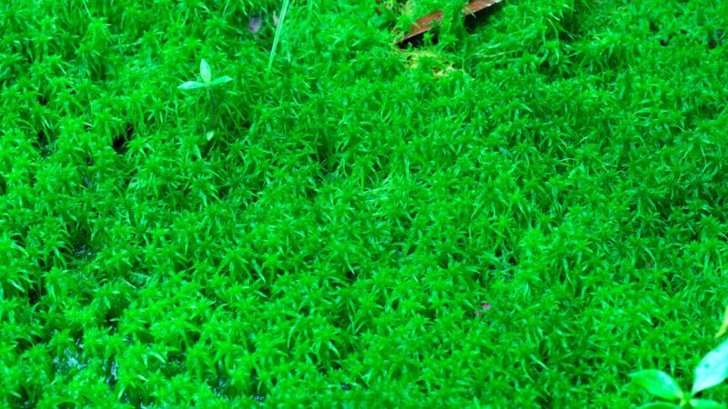 Inoculante inédito com formulação bifásica potencializa a Fixação Biológica de Nitrogênio na soja