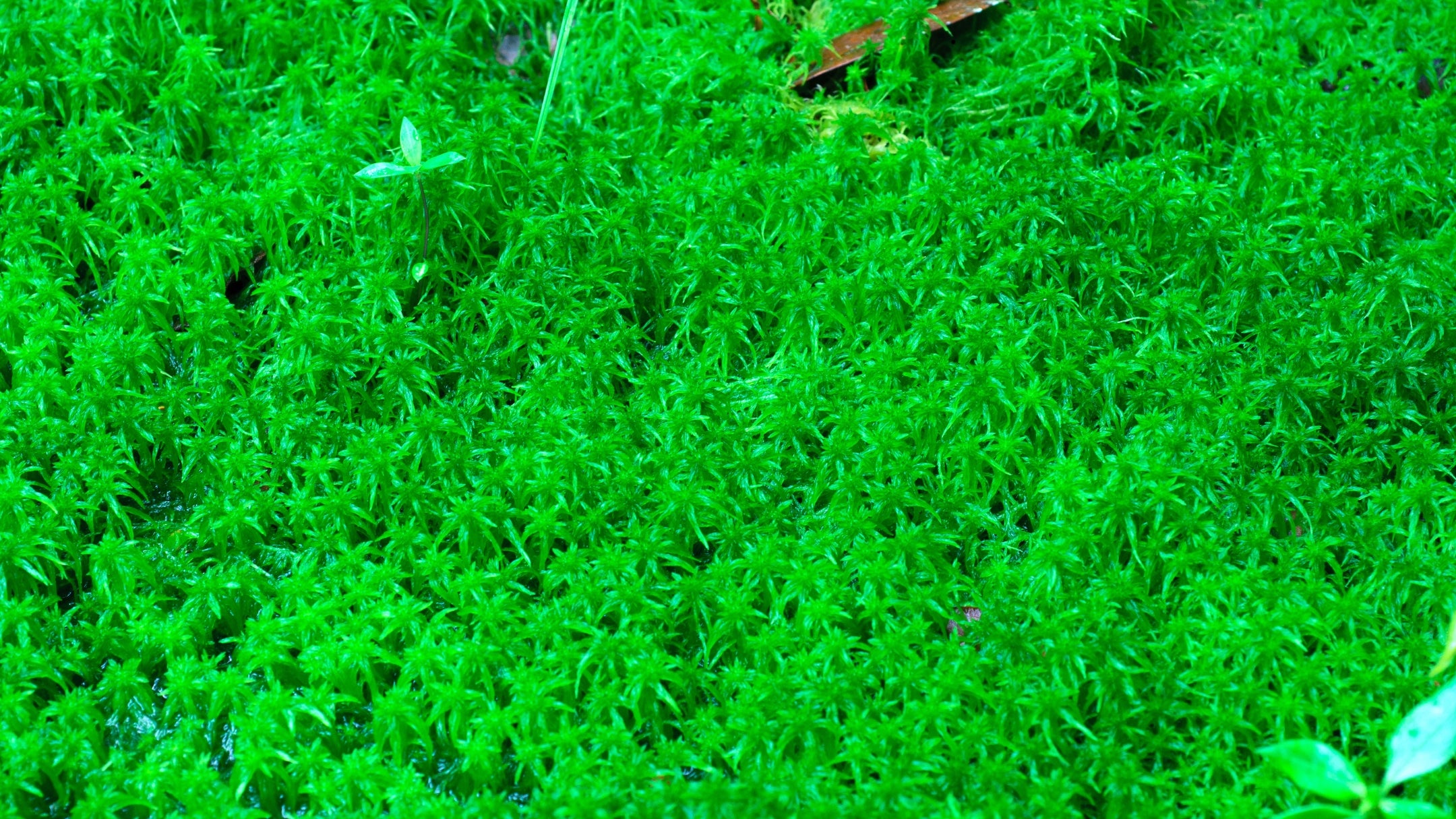 Inoculante inédito com formulação bifásica potencializa a Fixação Biológica de Nitrogênio na soja