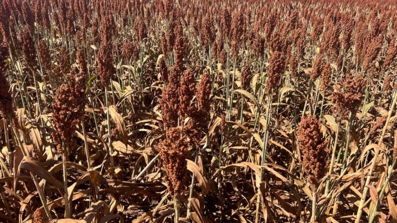 Produtor colhe resultados acima da média no Cerrado com rotação de culturas estratégica