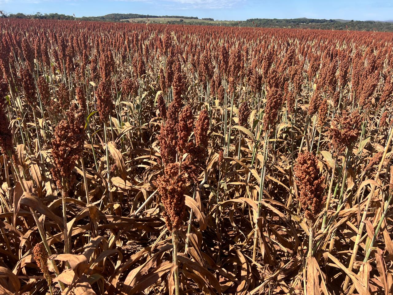 Produtor colhe resultados acima da média no Cerrado com rotação de culturas estratégica