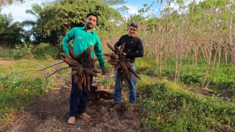 Produtor rural fortalece cultivo da mandioca com apoio do Senar/MT