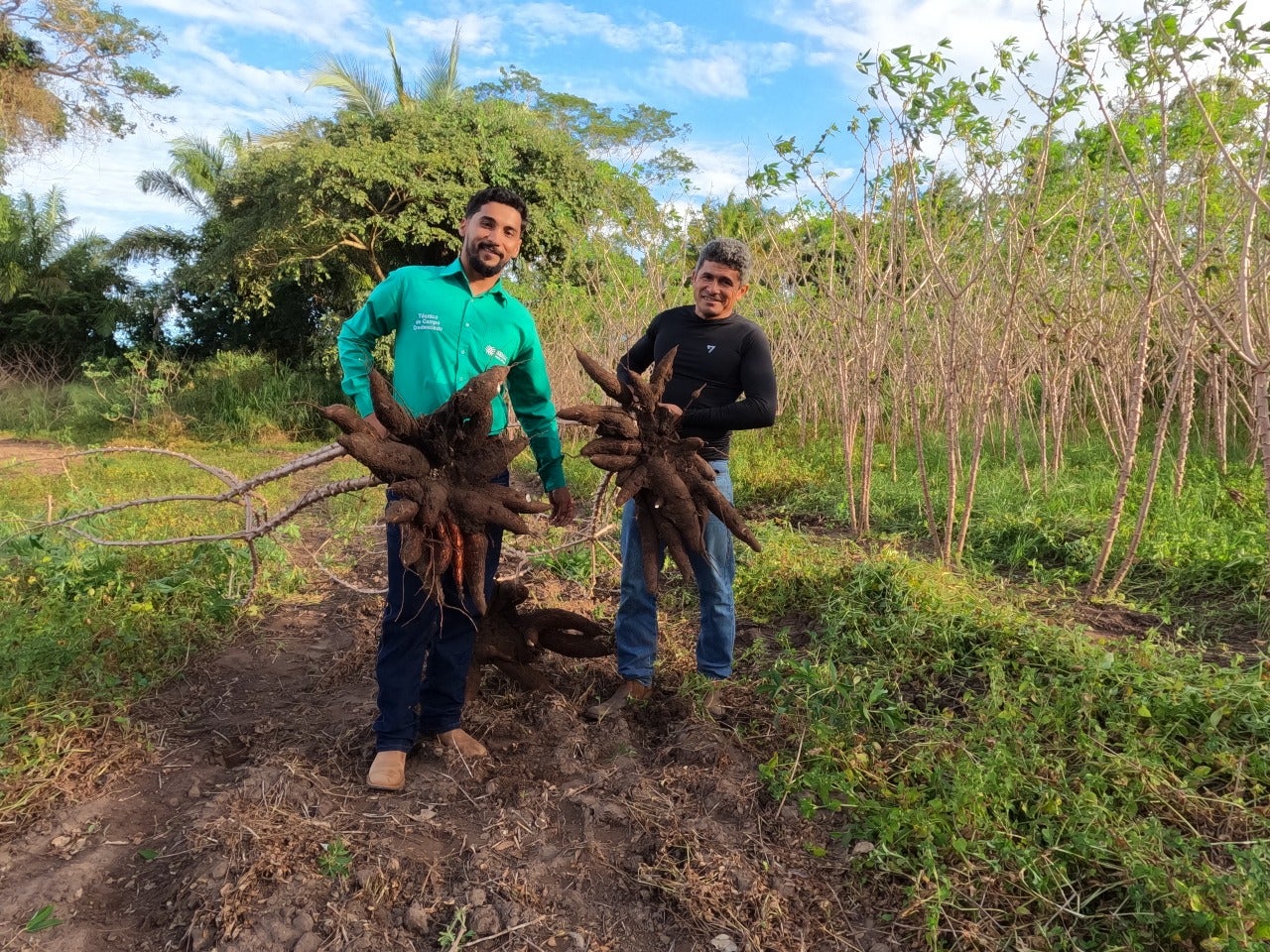 Produtor rural fortalece cultivo da mandioca com apoio do Senar/MT