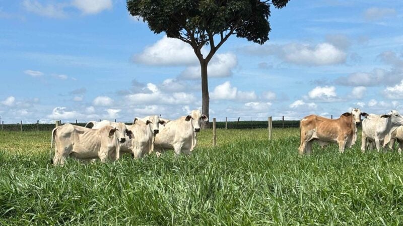 Tecnologia exclusiva eleva eficiência e sustentabilidade na formação de pastagens