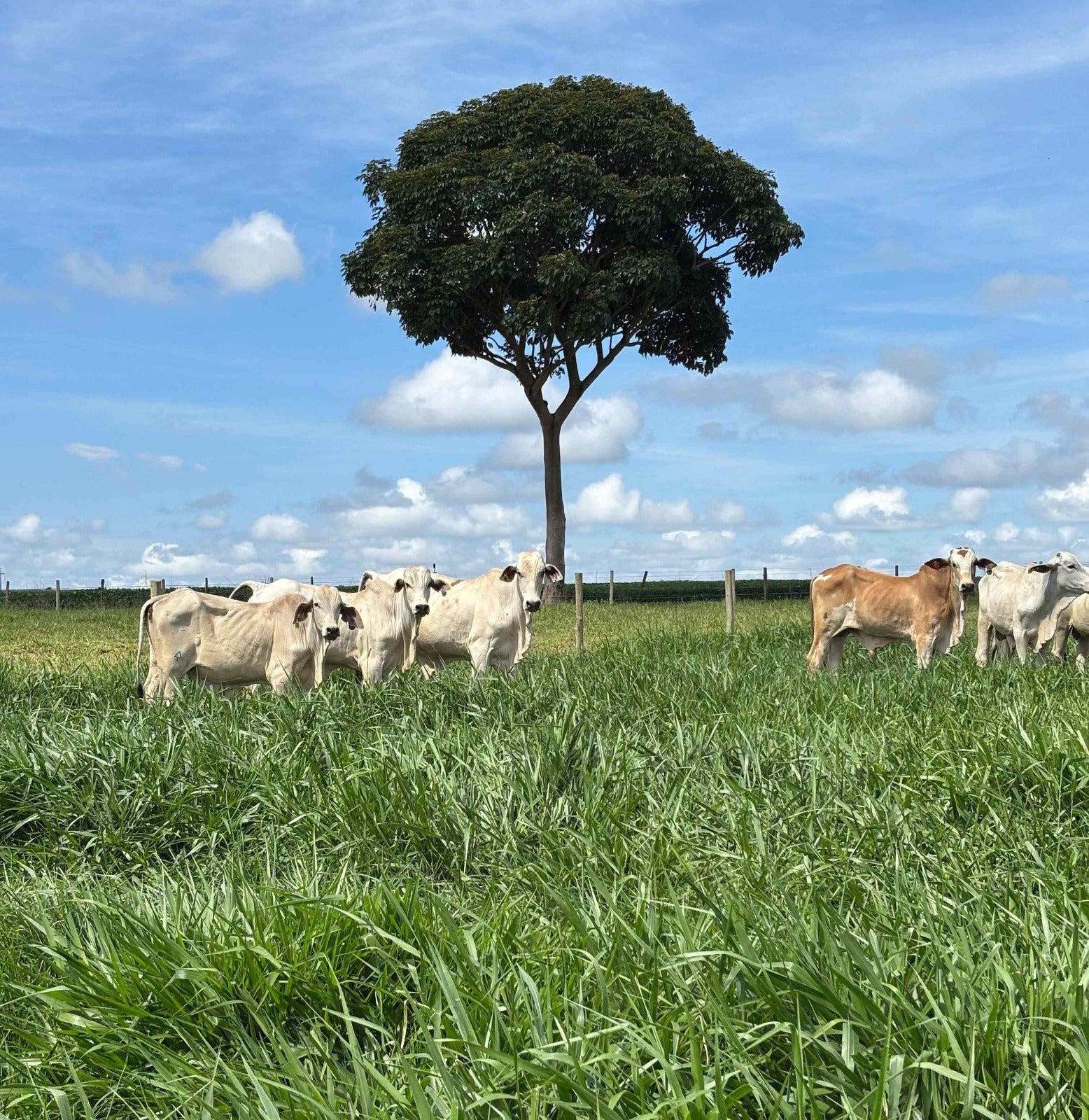 Tecnologia exclusiva eleva eficiência e sustentabilidade na formação de pastagens