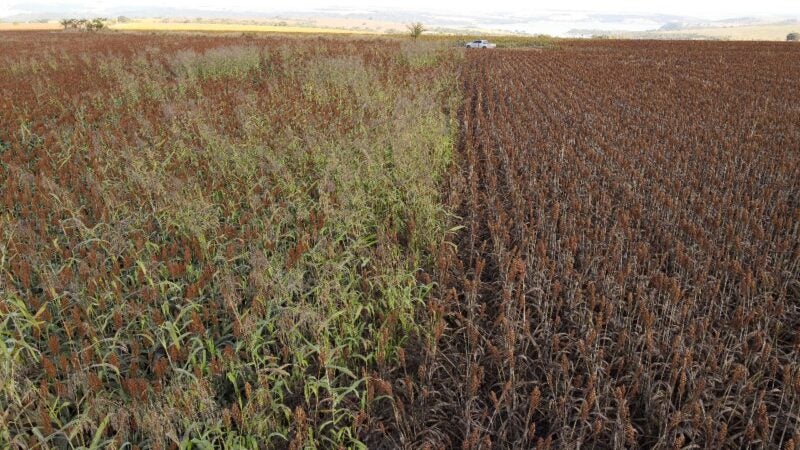 Colheita de sorgo com carga limpa pode garantir maior rentabilidade ao produtor