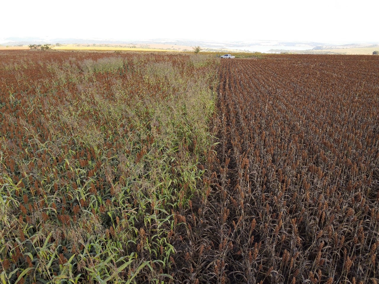 Colheita de sorgo com carga limpa pode garantir maior rentabilidade ao produtor