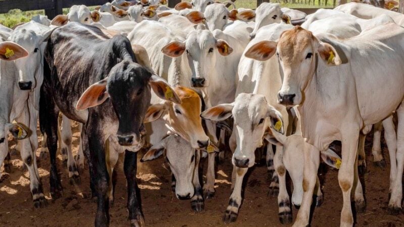 Empaer alerta produtores sobre importância da vacina contra brucelose