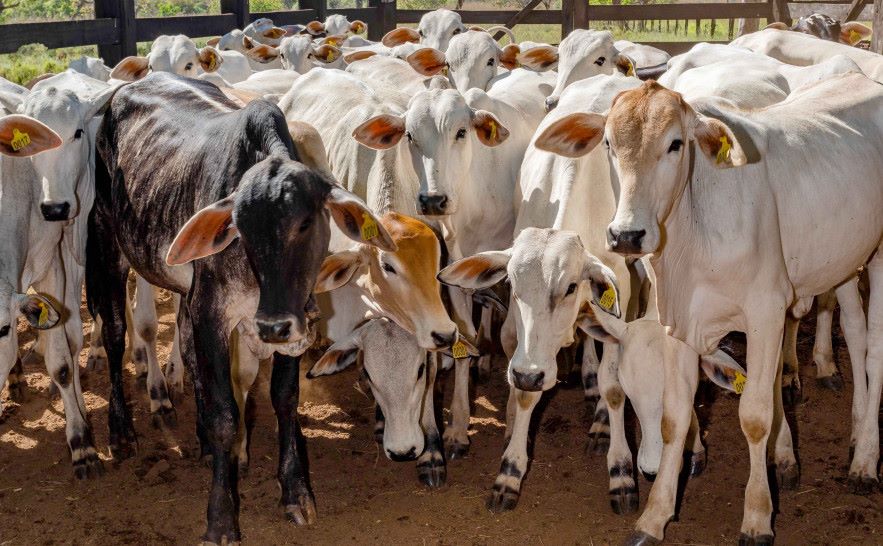 Empaer alerta produtores sobre importância da vacina contra brucelose