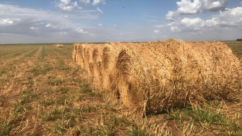 Feno fortalece a pecuária na seca e garante desempenho do rebanho