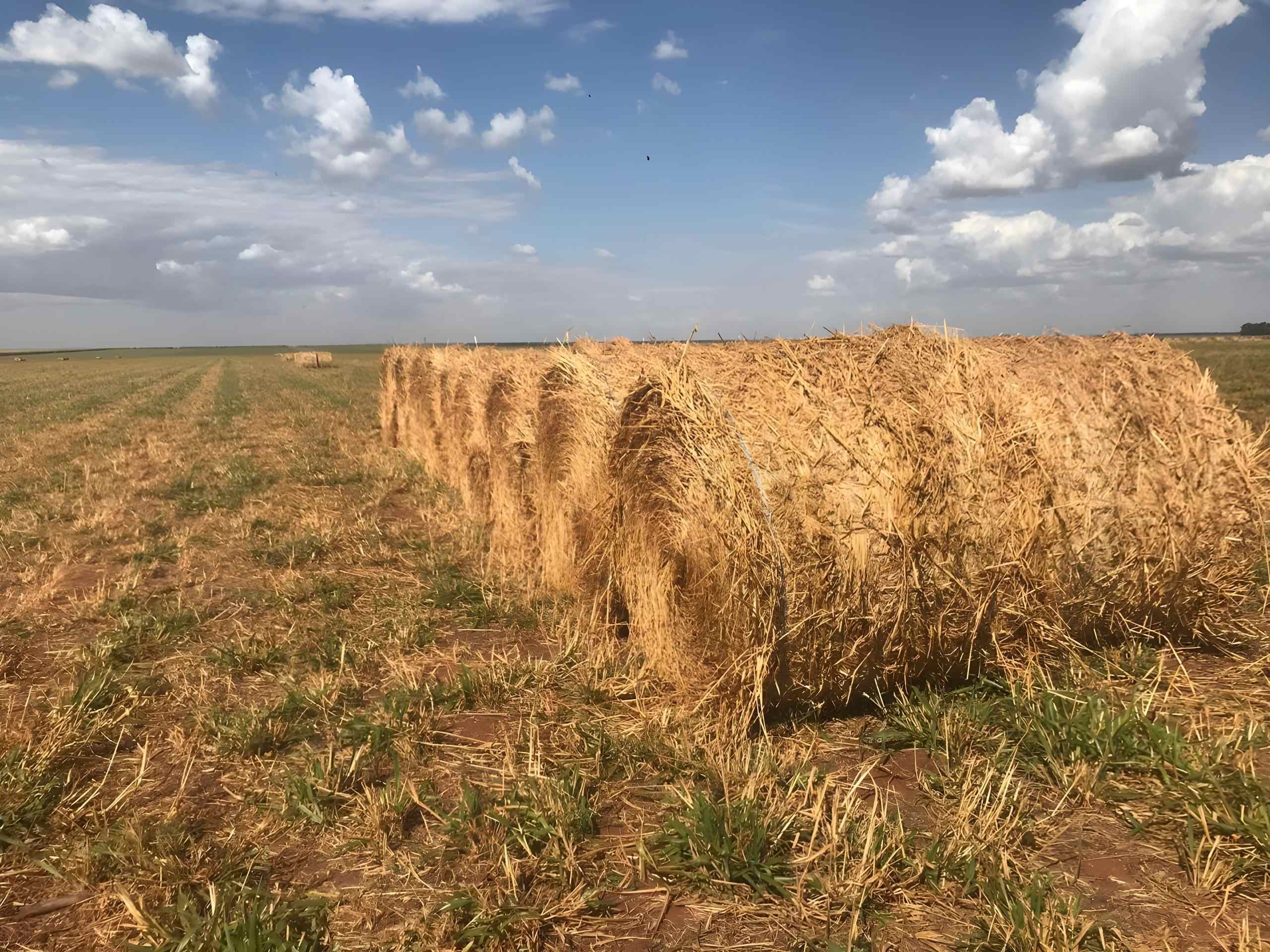 Feno fortalece a pecuária na seca e garante desempenho do rebanho