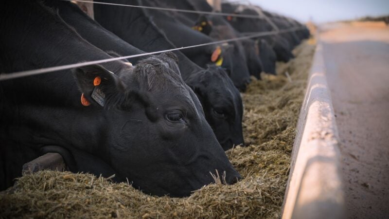 Novo perfil de consumo valoriza carne de qualidade com responsabilidade ambiental