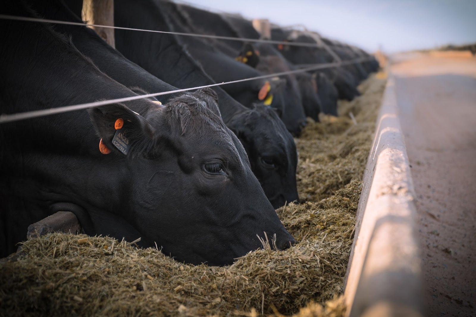 Novo perfil de consumo valoriza carne de qualidade com responsabilidade ambiental