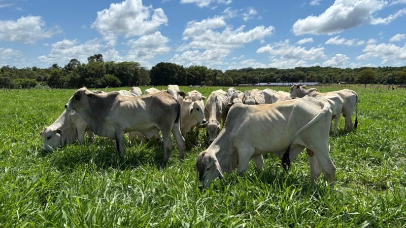 Produtor que adiar a reforma da pastagem pode ter prejuízo econômico