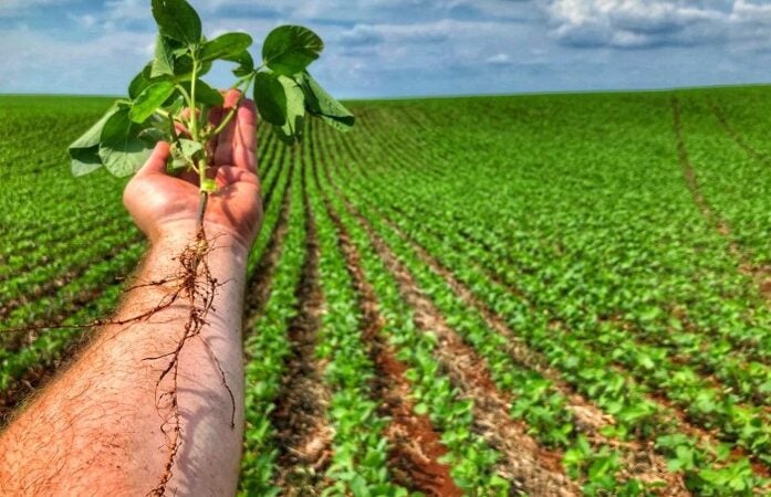 Dependência da adubação fosfatada na agricultura coloca o setor em estado de atenção