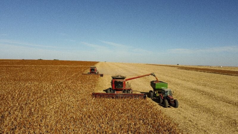 Acordo inédito para exportação de sorgo abre nova oportunidade para produtores brasileiros