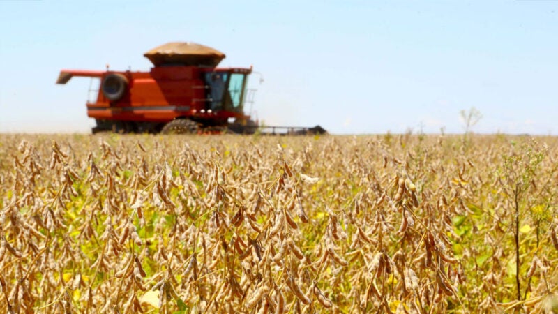 Estimativa de julho aponta safra recorde de 340,5 milhões de toneladas em 2025, alta de 16,3%