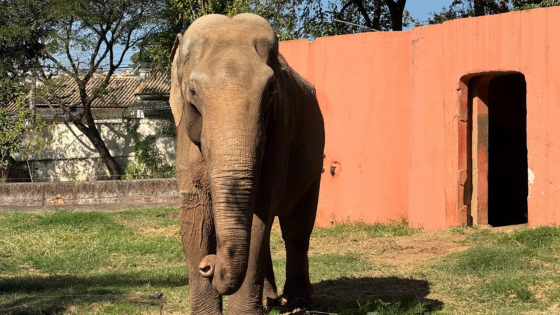 Bianca Bin lança abaixo-assinado com mais de 40 artistas para pressionar Justiça por transferência do elefante Sandro