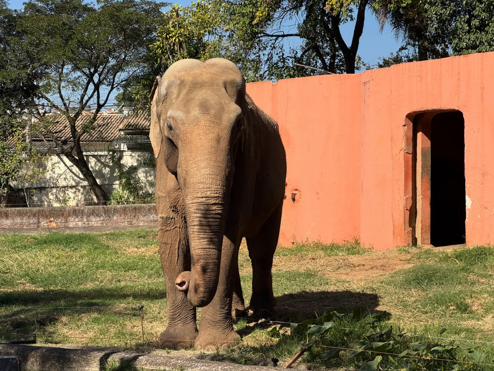 Bianca Bin lança abaixo-assinado com mais de 40 artistas para pressionar Justiça por transferência do elefante Sandro