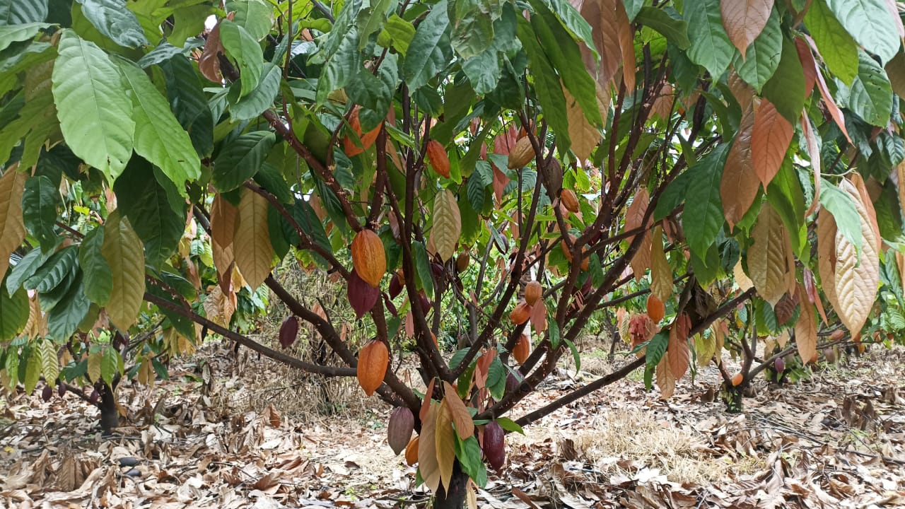 Crise mundial na produção de cacau abre novas possibilidades ao Brasil