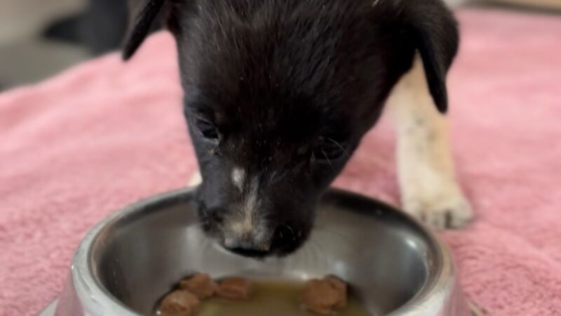 Sinop: seis filhotes de cachorro abandonados em estrada são resgatados e ganham lar temporário; conheça o projeto de voluntariado da APAMS