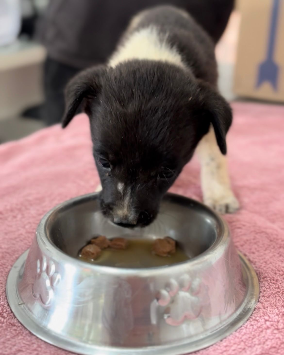 Sinop: seis filhotes de cachorro abandonados em estrada são resgatados e ganham lar temporário; conheça o projeto de voluntariado da APAMS