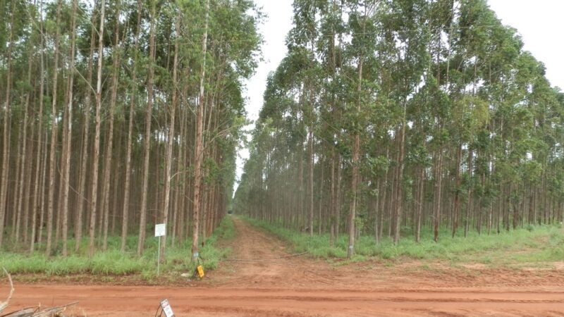 Florestar 2025 debate sustentabilidade e reflorestamento nos dias 28 e 29 de agosto