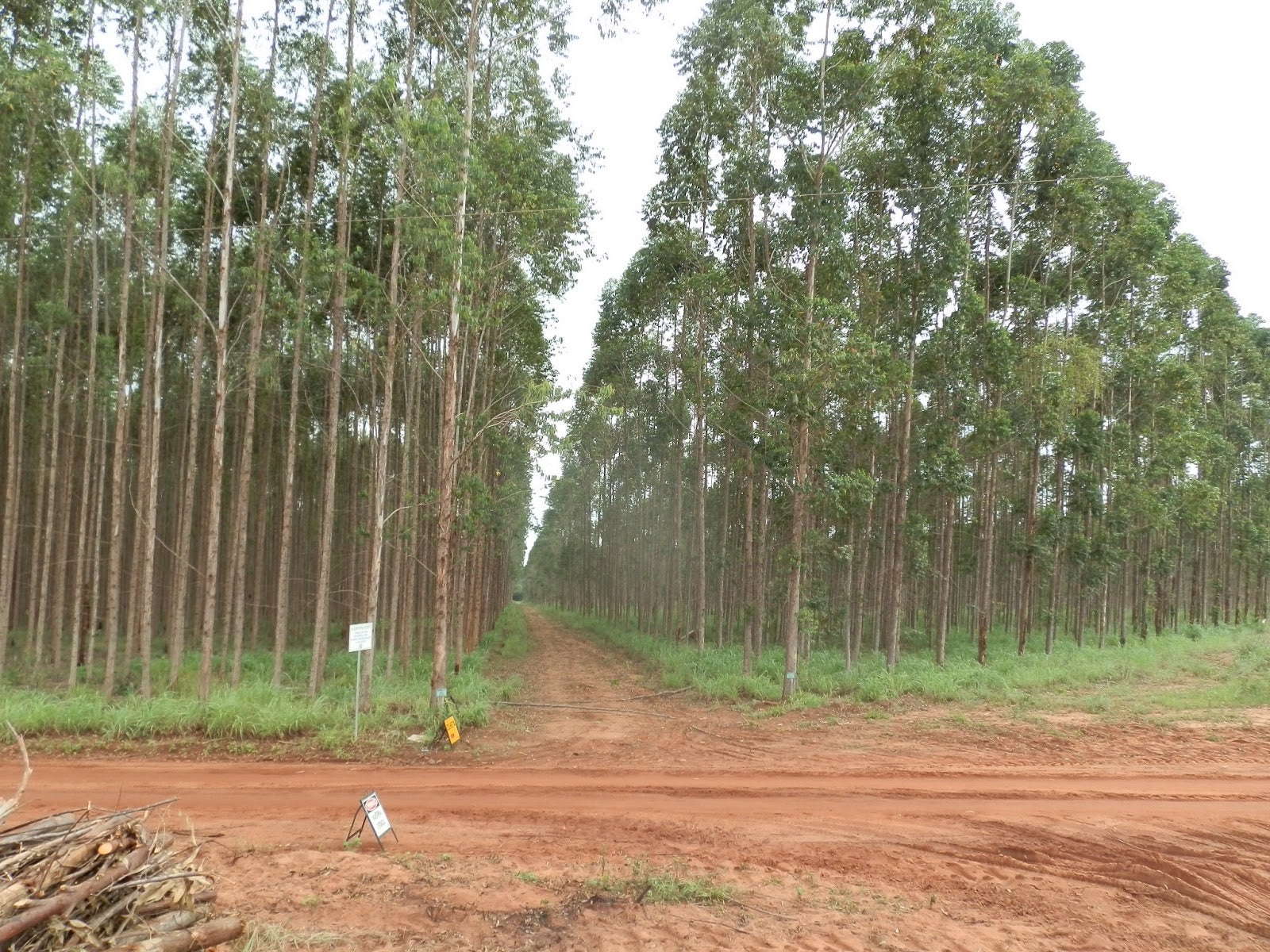 Florestar 2025 debate sustentabilidade e reflorestamento nos dias 28 e 29 de agosto