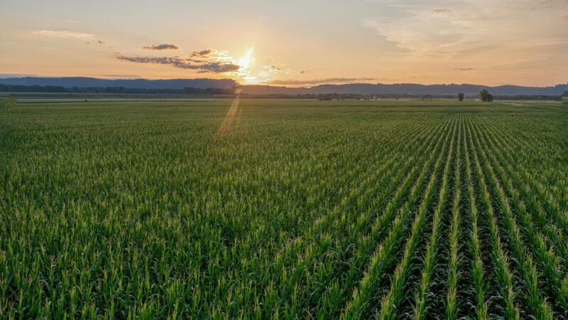 Preços internacionais pressionam produtores brasileiros de milho