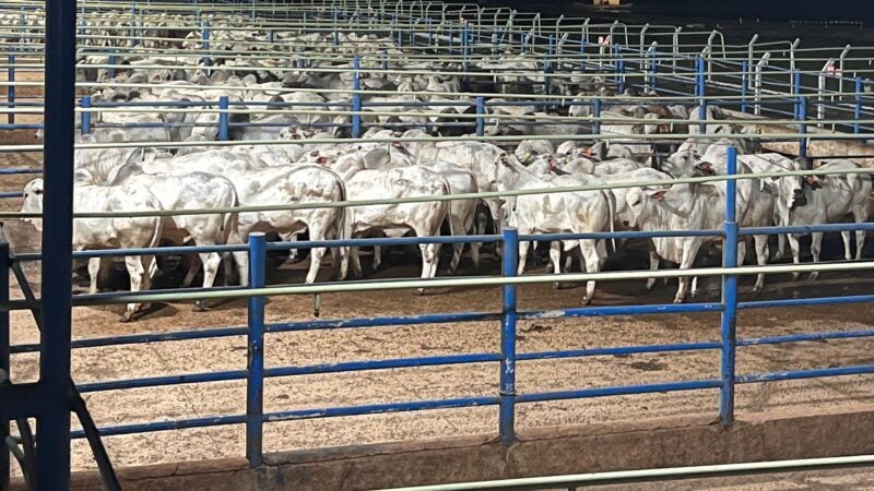 Circuito Nelore de Qualidade: divulgados os resultados da etapa de Colíder (MT)