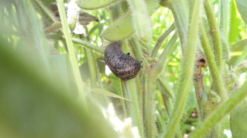 Lançamento revoluciona o controle de lesmas e caracóis nas lavouras