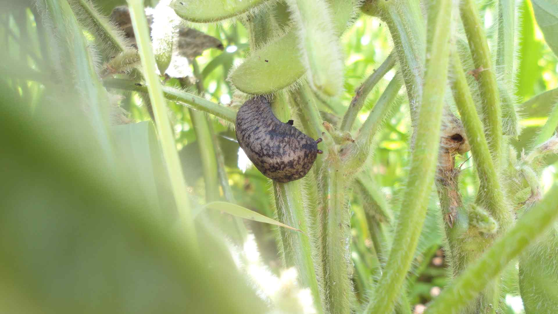 Lançamento revoluciona o controle de lesmas e caracóis nas lavouras