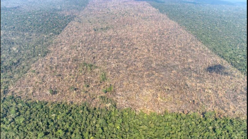 Justiça Federal e TRF1 anulam R$ 1,5 milhão em multas do IBAMA contra maior desmatador da Amazônia