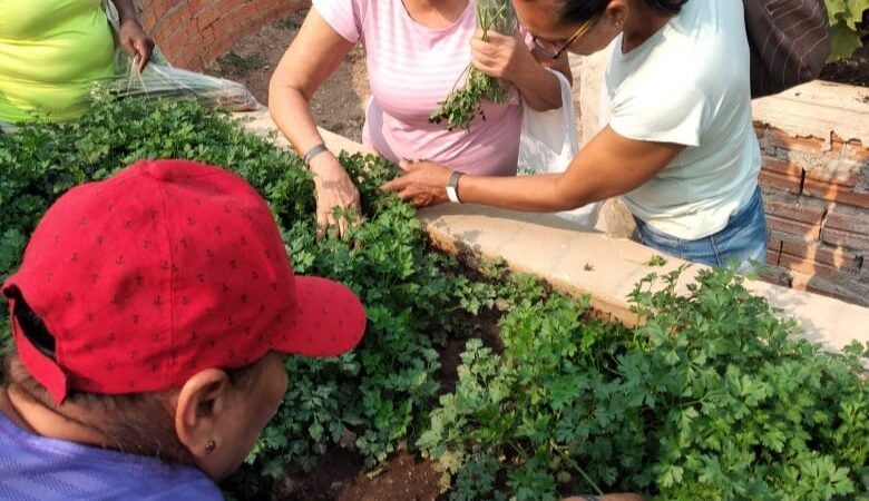 Sesc Balneário Dr. Meirelles oferece oficina de culinária sustentável “Sabores da Horta”