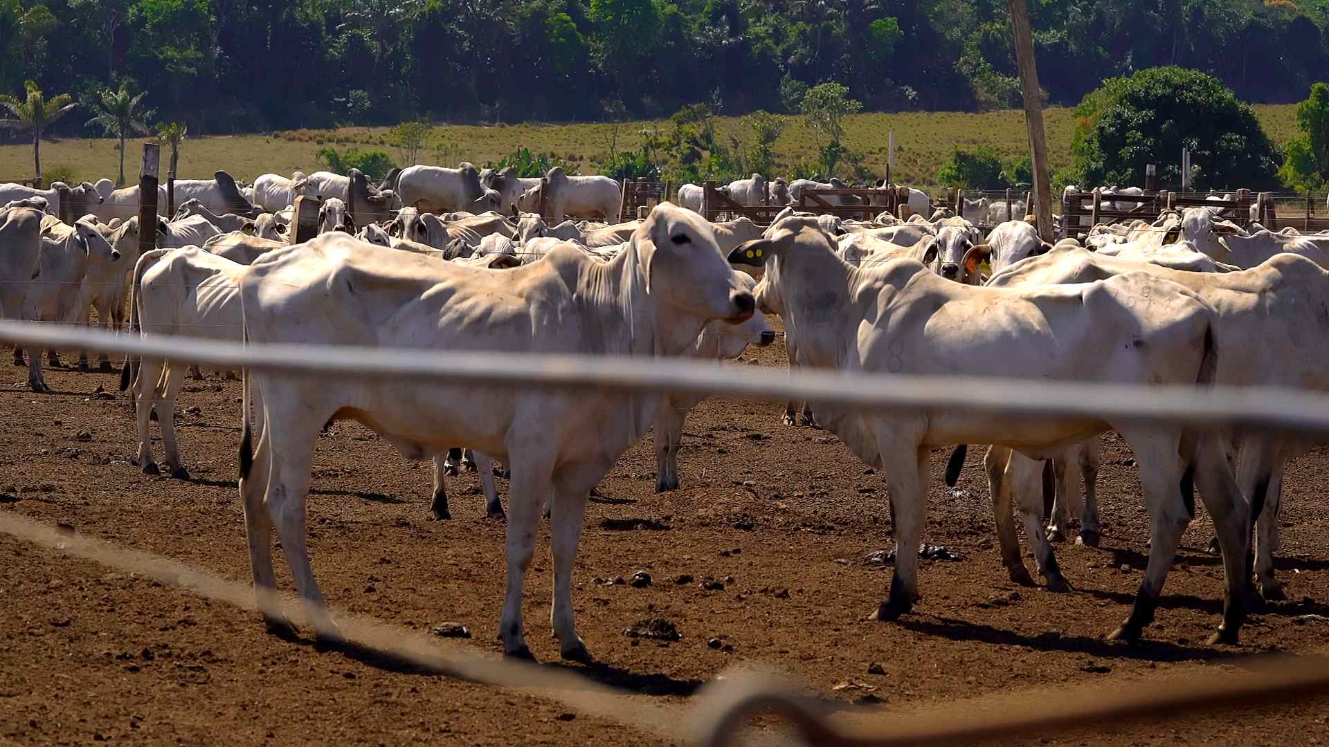 Pecuaristas goianos ganham novas oportunidades com retomada de frigorífico de Cachoeira Alta