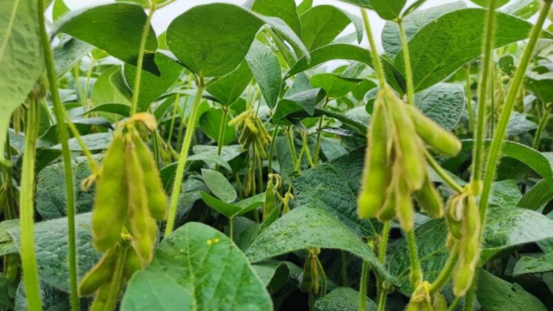 Sustentabilidade agrícola começa com a escolha de matérias-primas a partir de fontes renováveis