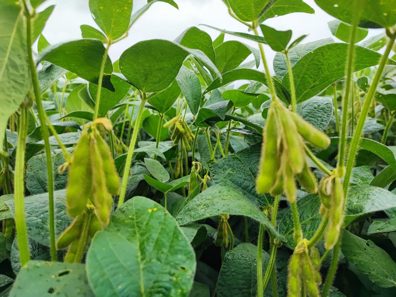 Sustentabilidade agrícola começa com a escolha de matérias-primas a partir de fontes renováveis