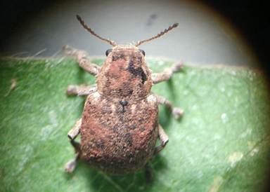 Cascudinho-da-soja ameaça safra no Centro-Oeste e Norte