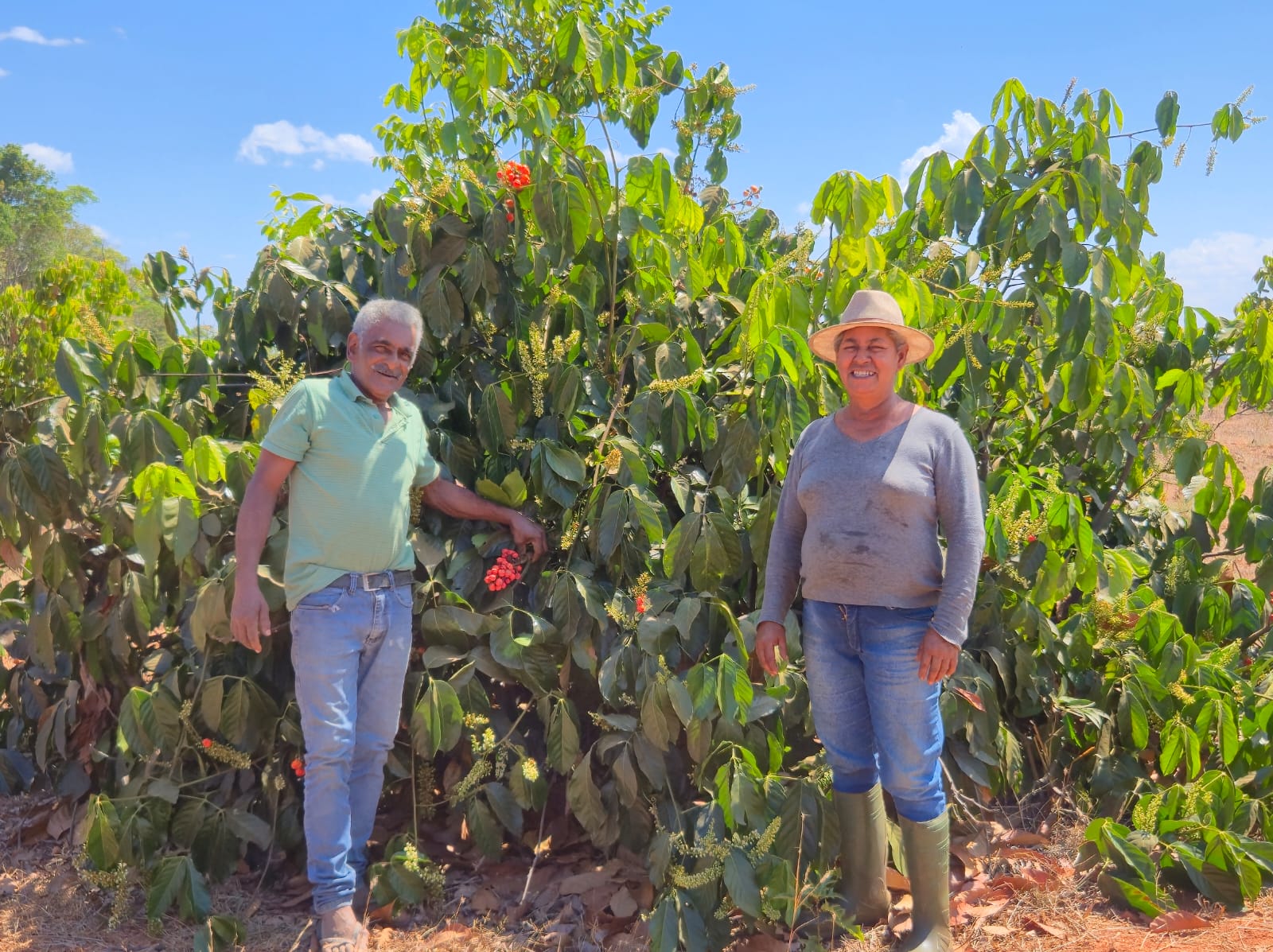 Com apoio do Senar/MT, casal de Nova Santa Helena mostra o potencial do guaraná no estado