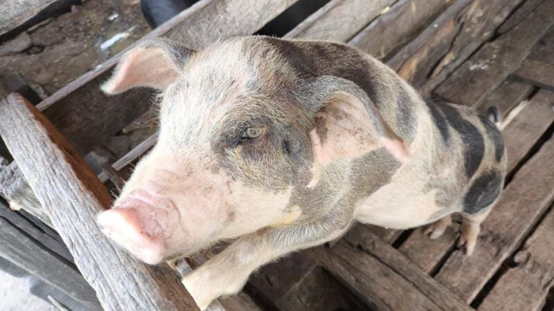 Indea conclui 4º Ciclo do Plano Integrado de Vigilância em Doenças dos Suínos e atesta que MT segue livre de peste suína clássica