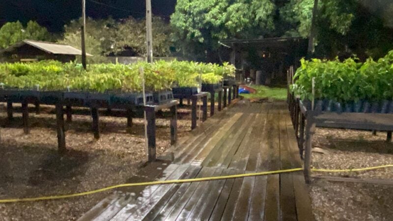 Viveiro de mudas fortalece ensino técnico e impulsiona revitalização da Bacia do Rio Lira, em Sorriso