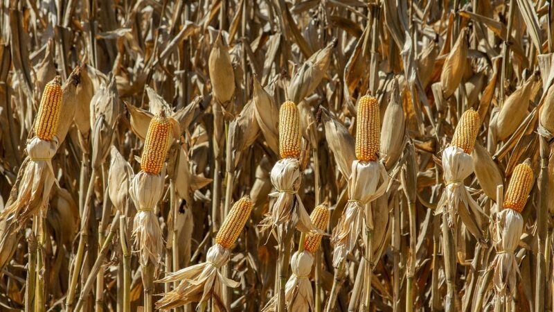 Concurso de Produtividade do Milho Verão 2025/26 está com inscrições abertas