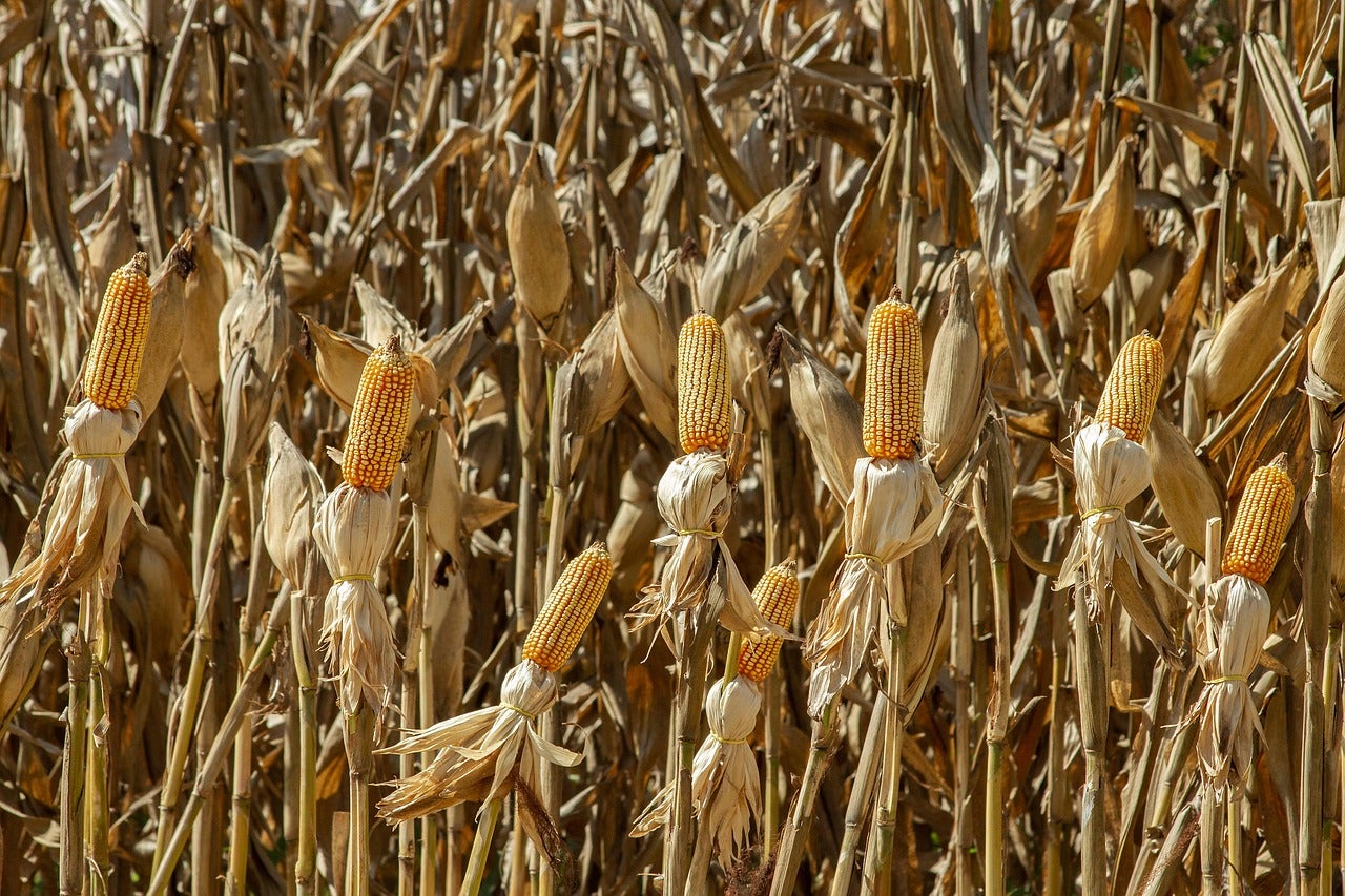 Concurso de Produtividade do Milho Verão 2025/26 está com inscrições abertas