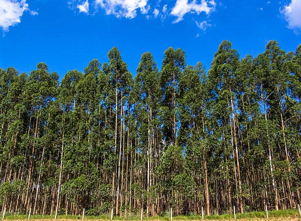 Manejo e genética são primordiais para se ter alta produtividade no cultivo