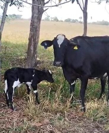 Primeira bezerra do projeto de inseminação do Senar-MT nasce em Comodoro