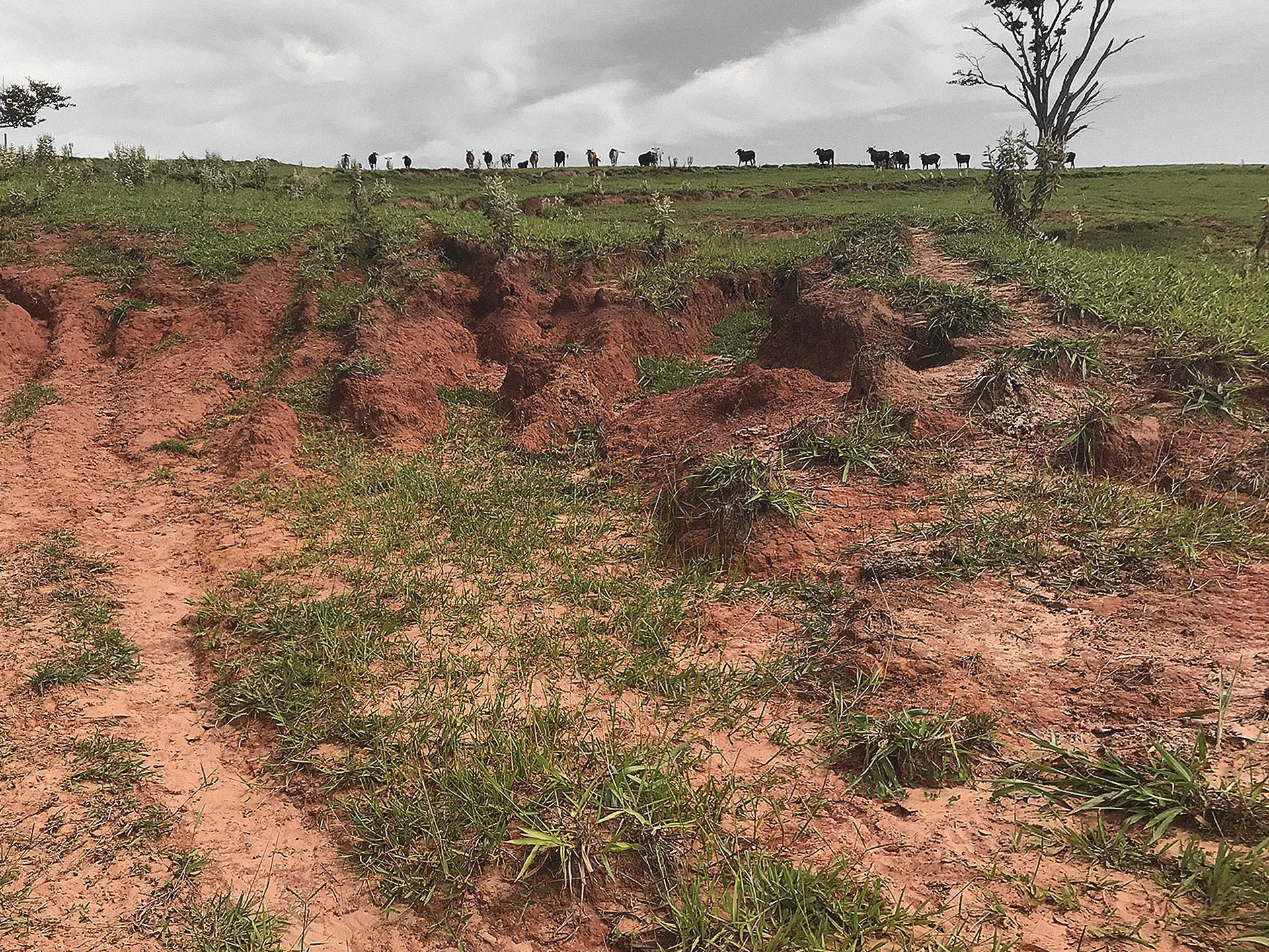 Pastagem degradada prejudica bolso, ambiente e imagem da pecuária