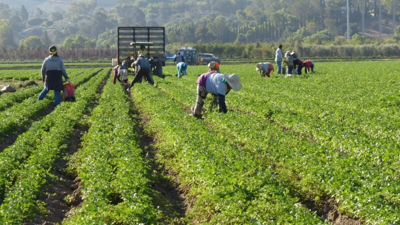 Goiás abre plantio da soja com expectativa de novo recorde