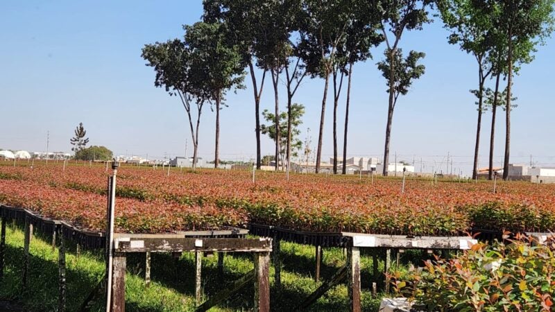 Família Langer junto com sua equipe produzem 68 mil mudas de árvores por dia