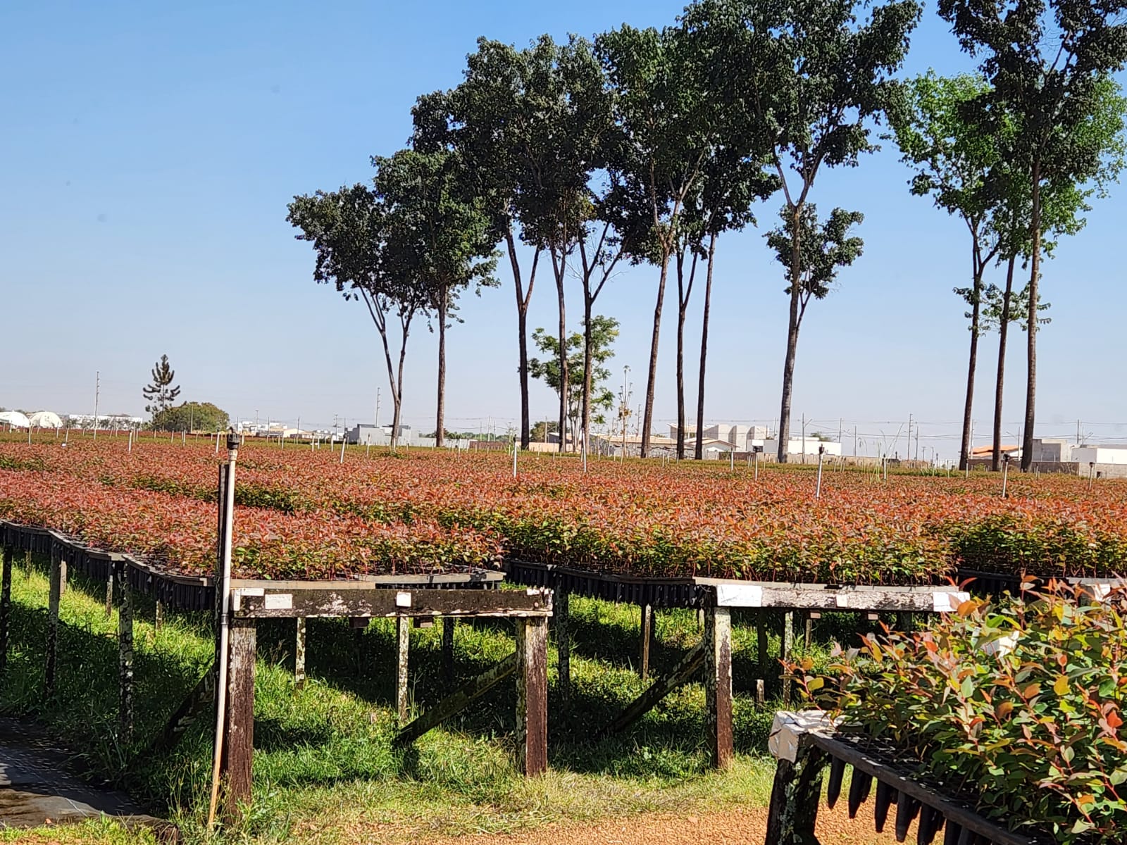 Família Langer junto com sua equipe produzem 68 mil mudas de árvores por dia